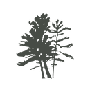 White Pine Gallery